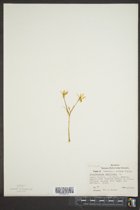 Ornithogalum umbellatum image