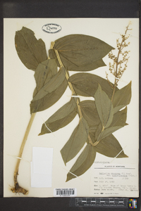 Maianthemum racemosum subsp. amplexicaule image