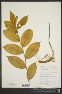 Maianthemum racemosum subsp. racemosum image