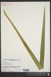 Yucca filamentosa image