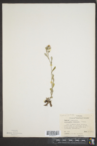 Antennaria neglecta image