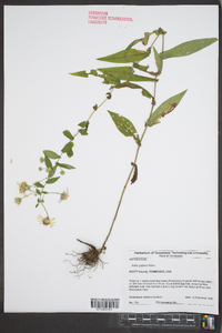 Symphyotrichum phlogifolium image