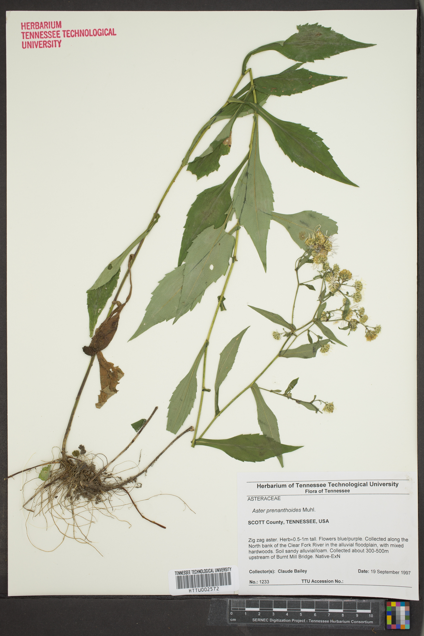 Symphyotrichum prenanthoides image