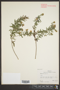 Symphyotrichum oblongifolium image