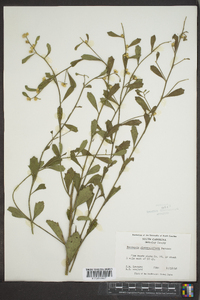 Baccharis glomeruliflora image