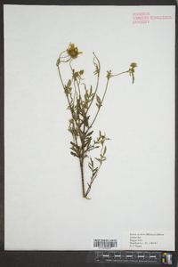 Bidens aristosa image