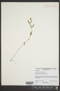 Bidens aristosa image