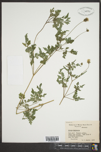 Bidens bipinnata image