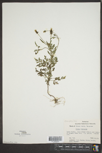 Bidens bipinnata image