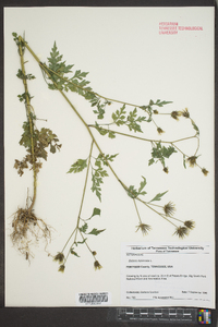 Bidens bipinnata image