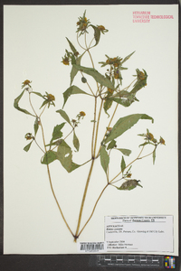 Bidens connata image