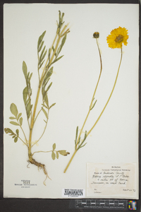 Bidens trichosperma image