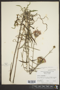 Cirsium discolor image