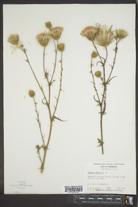 Cirsium nuttallii image