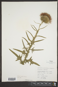 Cirsium pumilum image