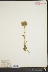 Cirsium pumilum image