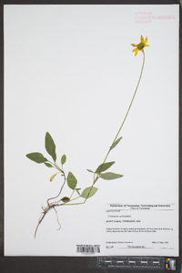 Coreopsis auriculata image