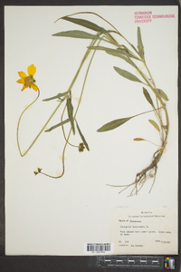 Coreopsis lanceolata image