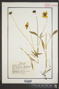 Coreopsis lanceolata image