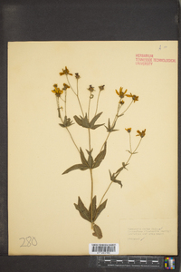 Coreopsis major image