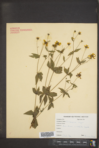 Coreopsis major image