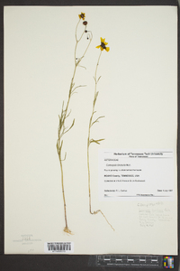 Coreopsis tinctoria image