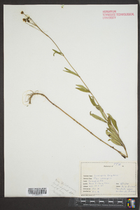 Coreopsis tripteris image