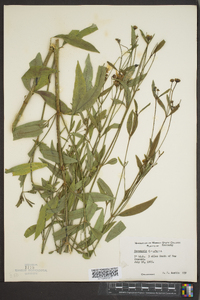 Coreopsis tripteris image