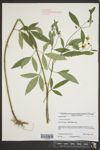 Coreopsis tripteris image