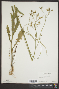 Crepis pulchra image