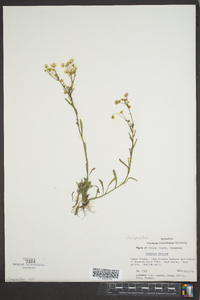 Erigeron ramosus image