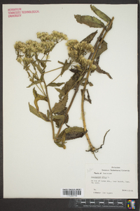 Eupatorium album image