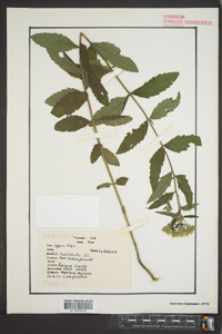 Eupatorium leucolepis image