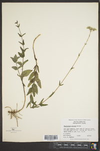 Eupatorium pilosum image