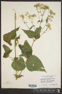 Eupatorium urticaefolium image