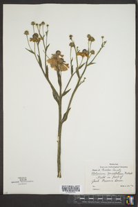 Helenium tenuifolium image