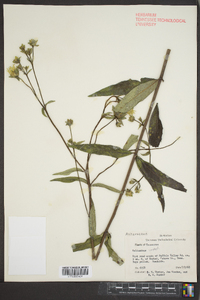 Helianthus atrorubens image