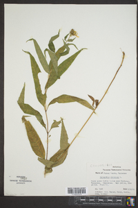 Helianthus strumosus image