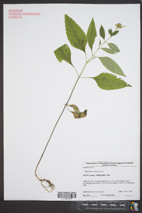 Helianthus strumosus image