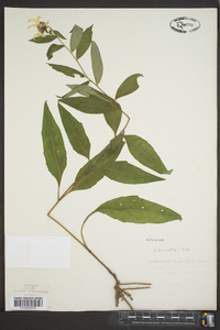 Chrysopsis pilosa image