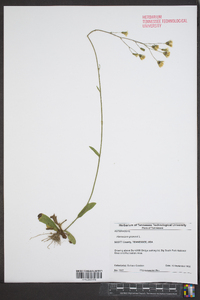 Hieracium gronovii image