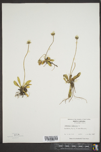 Hieracium pilosella image