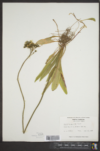 Hieracium caespitosum image