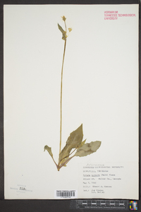 Krigia biflora image