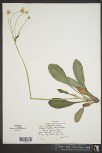 Krigia biflora image