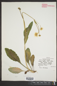 Krigia biflora image