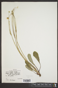 Krigia biflora image