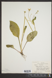 Krigia biflora image