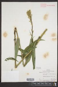 Lactuca tatarica var. pulchella image