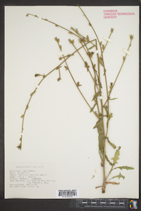 Lactuca tatarica var. pulchella image